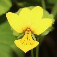 Image of arctic yellow violet