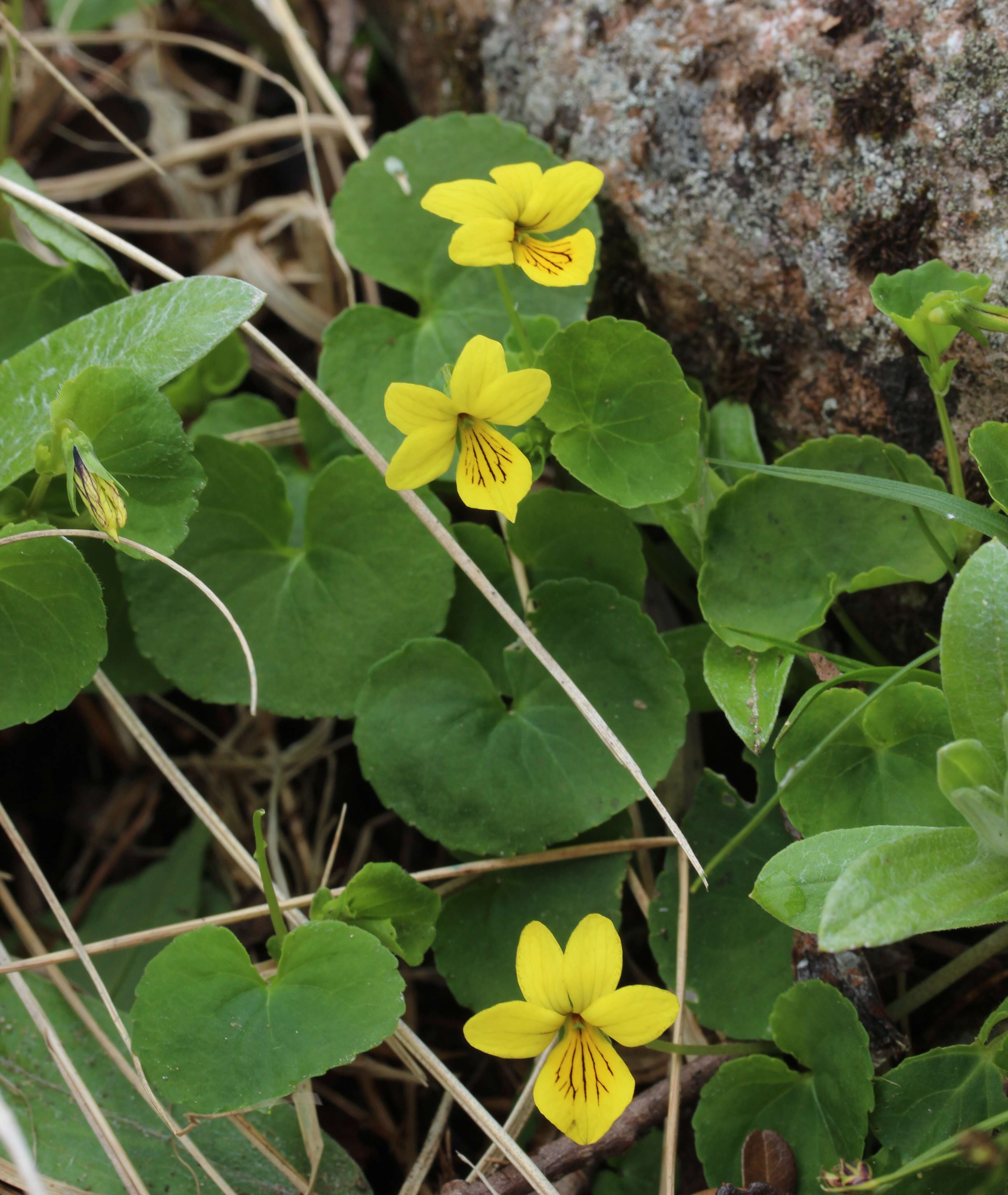 Image of arctic yellow violet