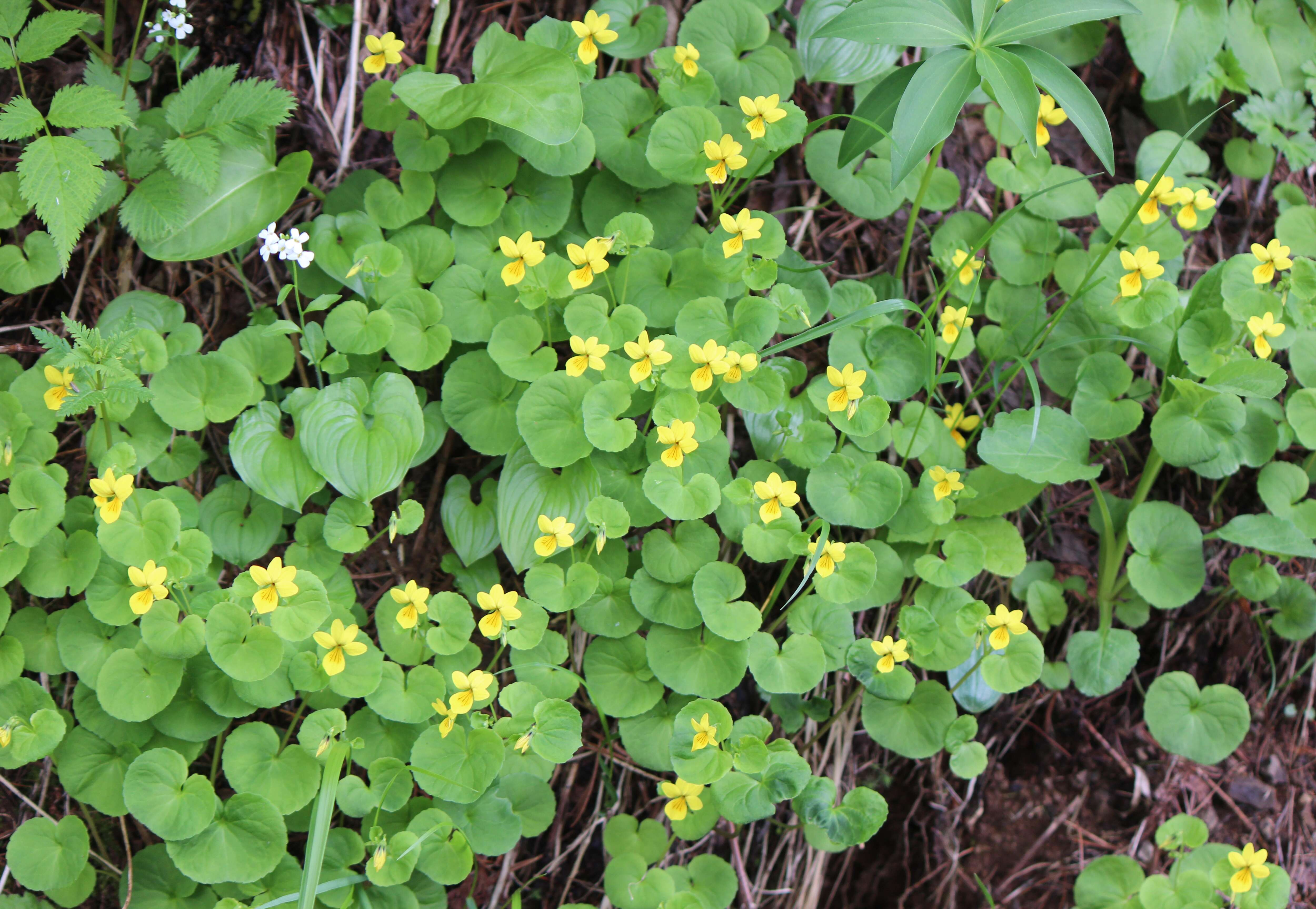 Image of arctic yellow violet