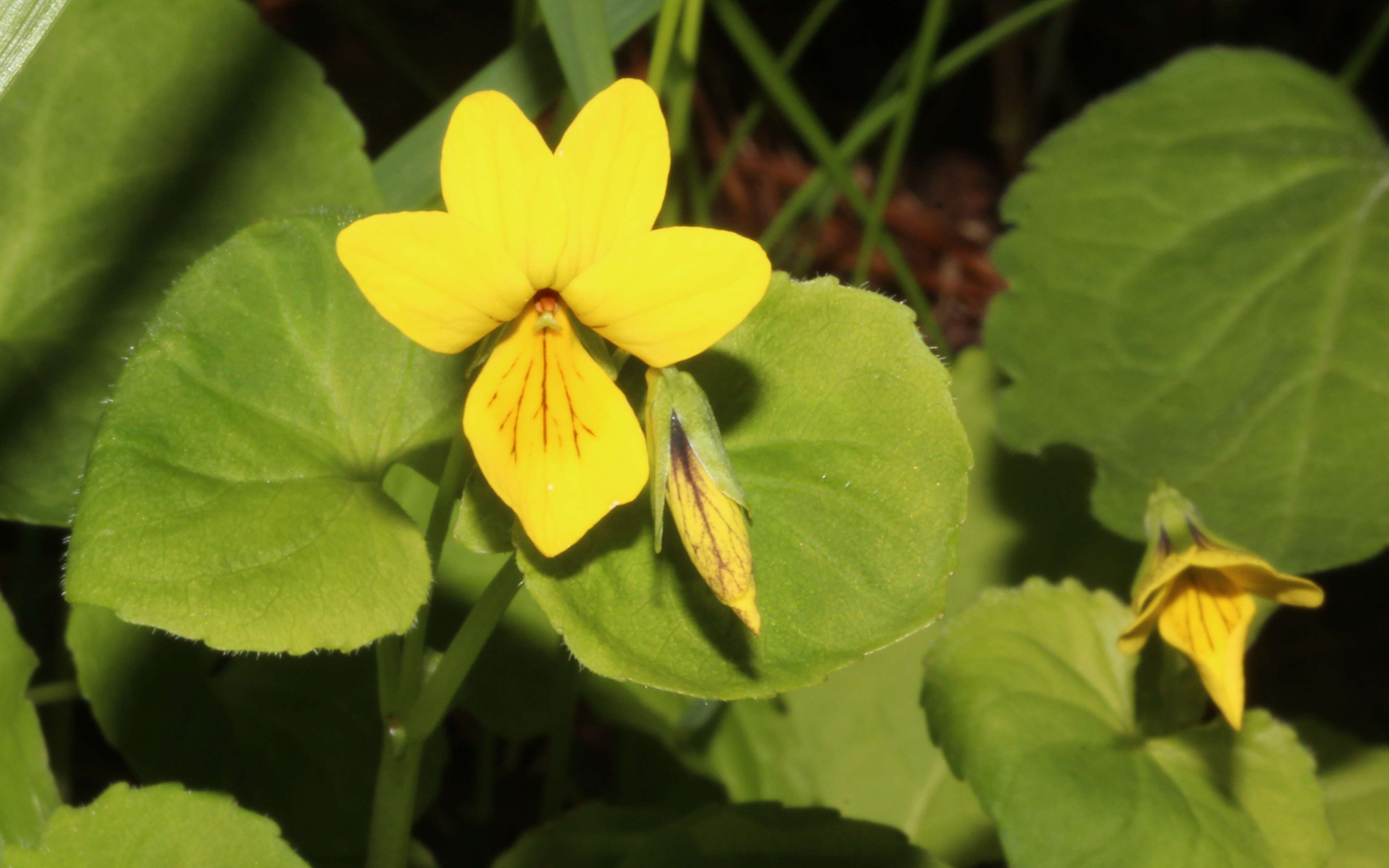 Image of arctic yellow violet