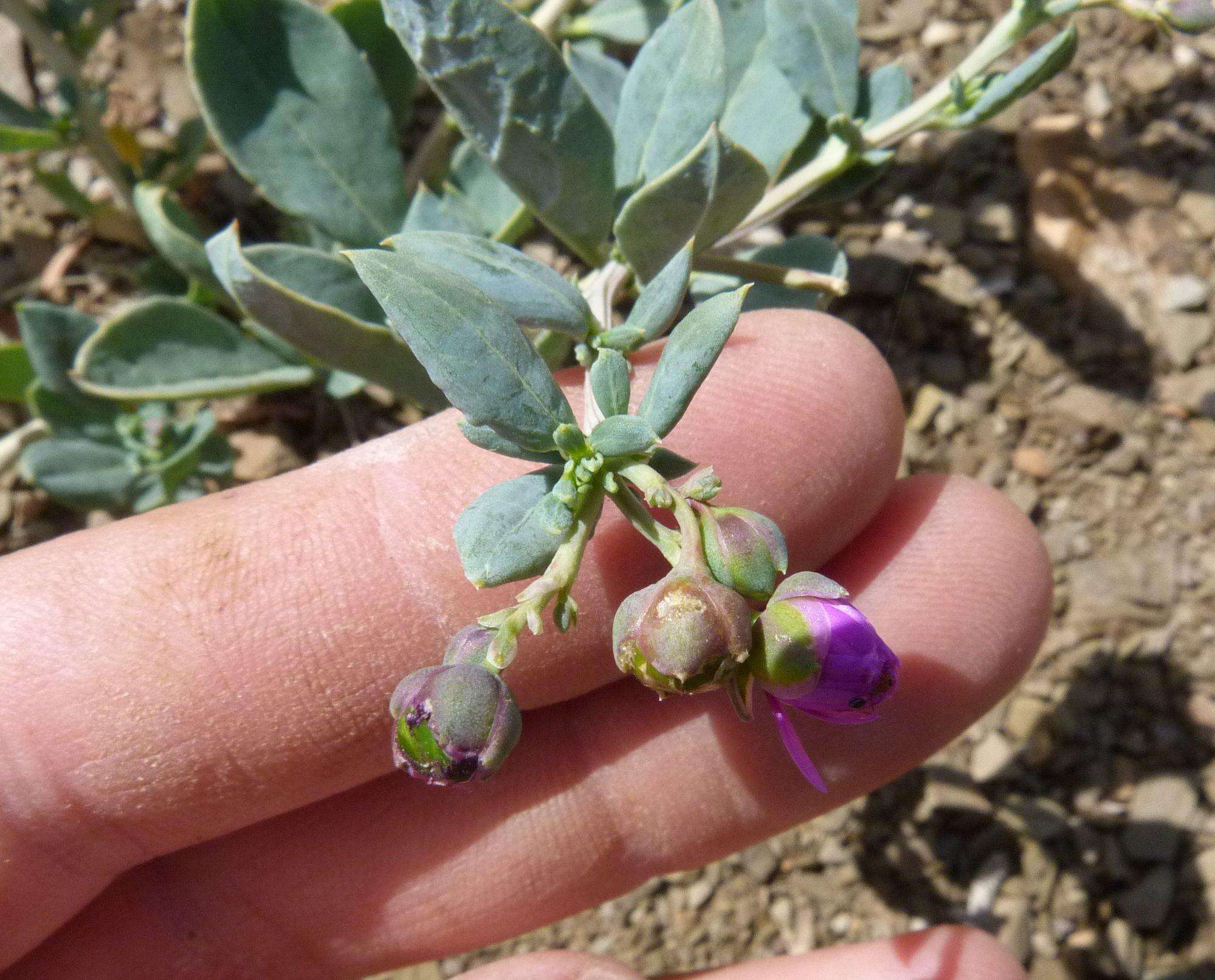 Image of Corbichonia exellii Sukhor.