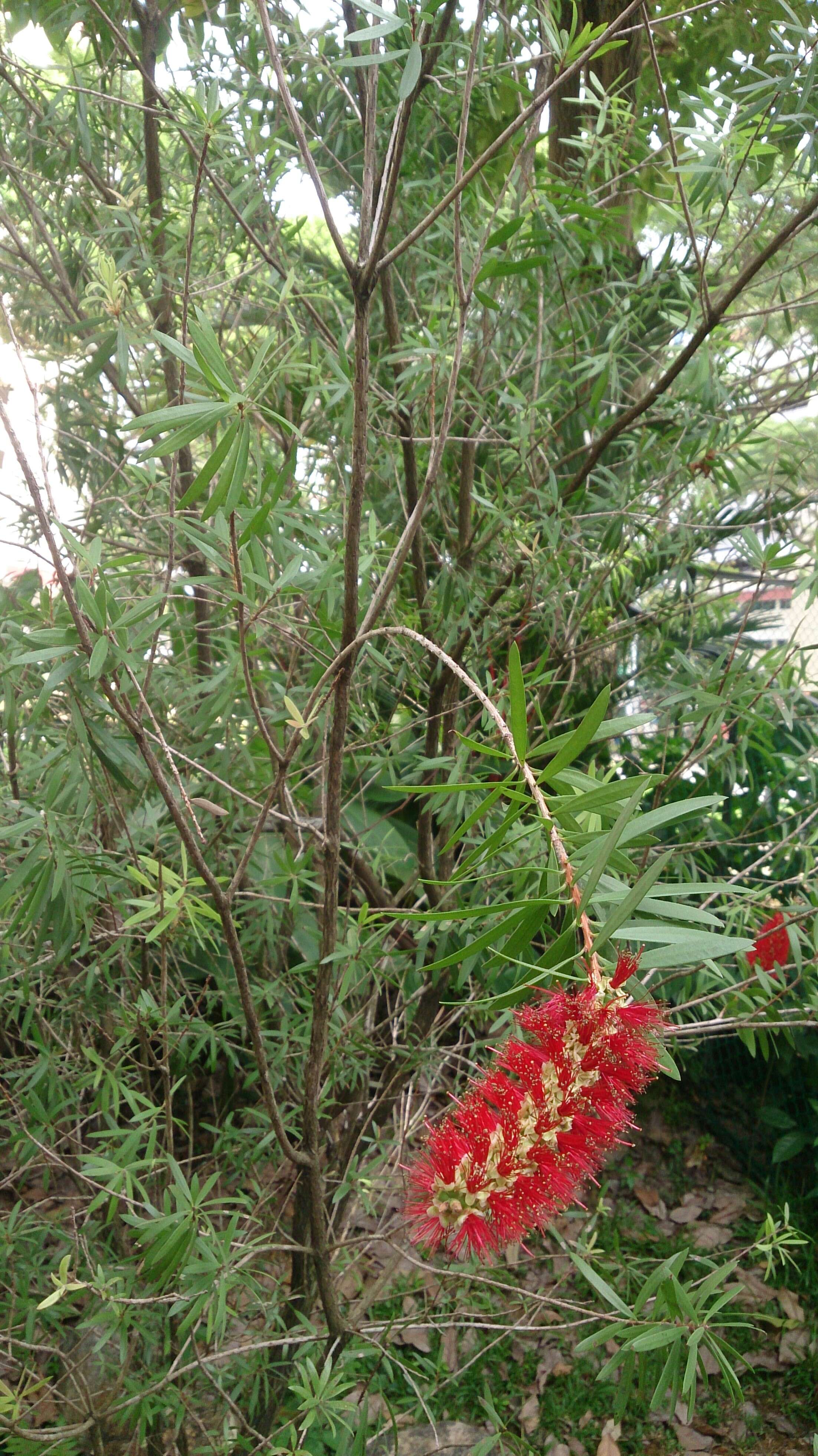 صورة Callistemon viminalis (Sol. ex Gaertn.) G. Don