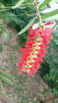 صورة Callistemon viminalis (Sol. ex Gaertn.) G. Don