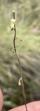 Image of Genlisea pallida E. Fromm-Trinta & P. Taylor