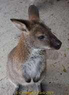 Image of Macropus rufogriseus rufogriseus (Desmarest 1817)