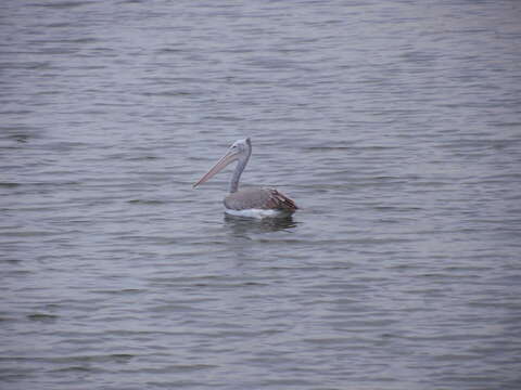 Image of Grey Pelican