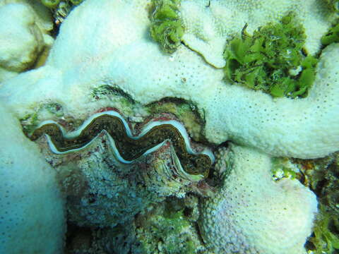 Image of Small giant clam