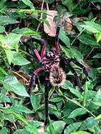 Image of Columbian lesserblack tarantula