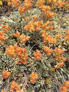 Image of Jaynes Canyon buckwheat