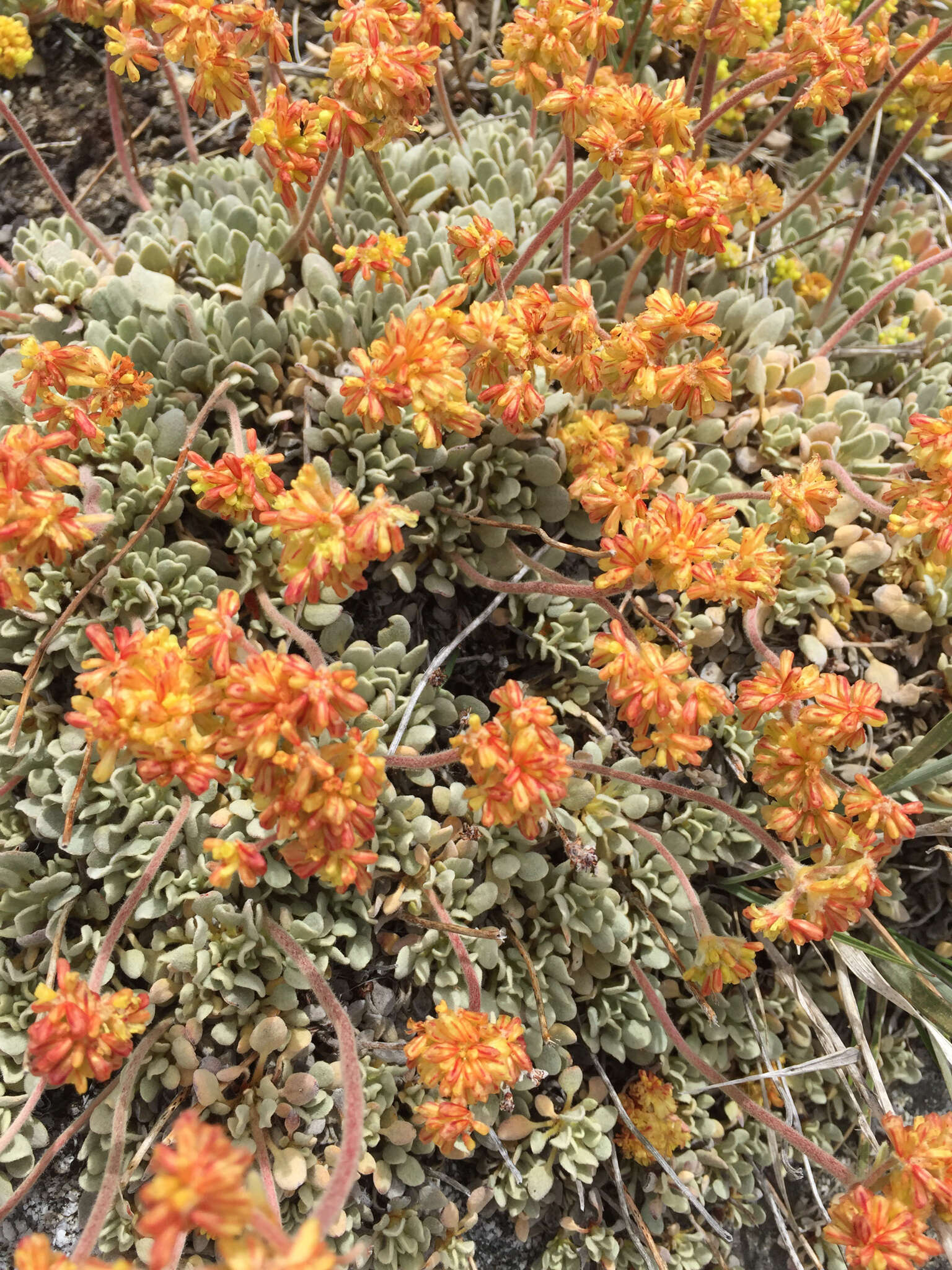 Слика од Eriogonum diclinum Reveal