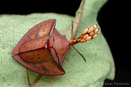 Слика од Acromis spinifex (Linnaeus 1763)