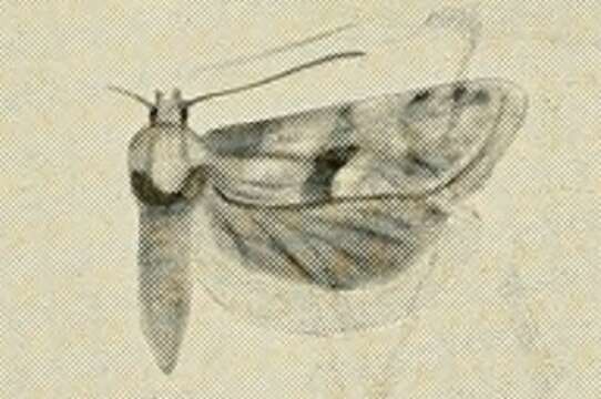 Image of Cochylimorpha asiana Kennel 1899