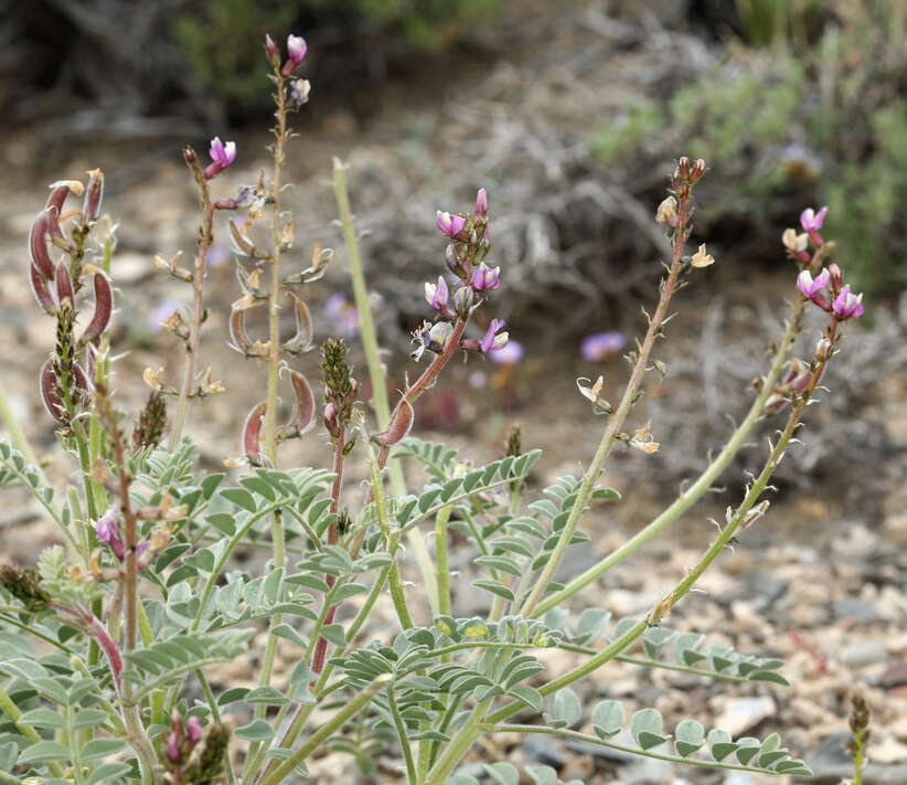 Image of Minthorn's milkvetch