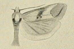 Image of Cochylimorpha diana Kennel 1899