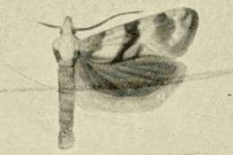 Image of Cochylimorpha discolorana Kennel 1899