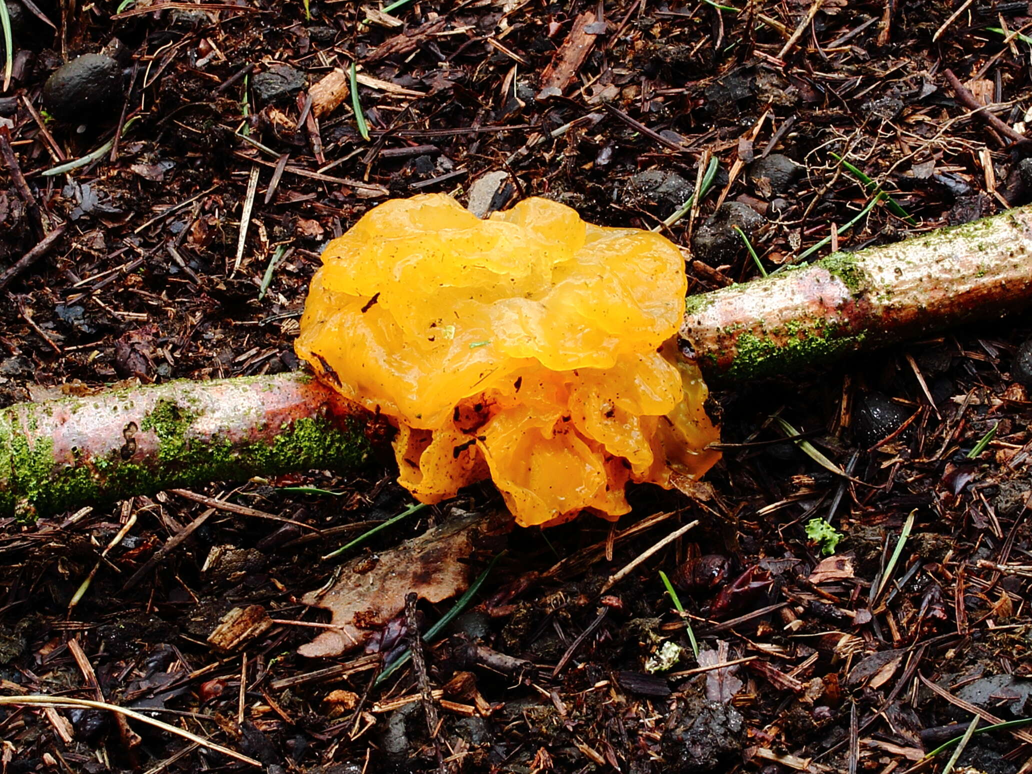 Image of Witches butter