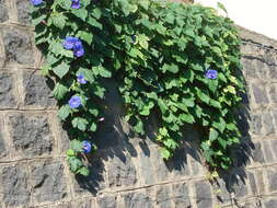 Image of Blue morning glory