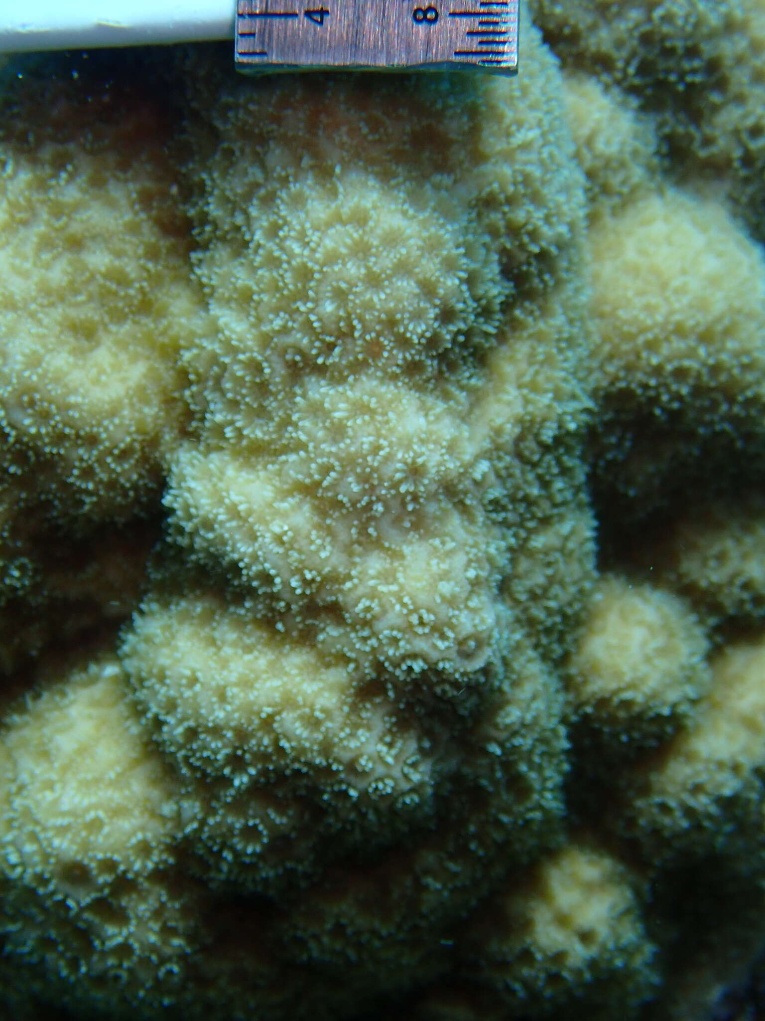 صورة Porites astreoides Lamarck 1816