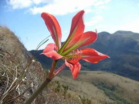 صورة Hippeastrum morelianum Lem.