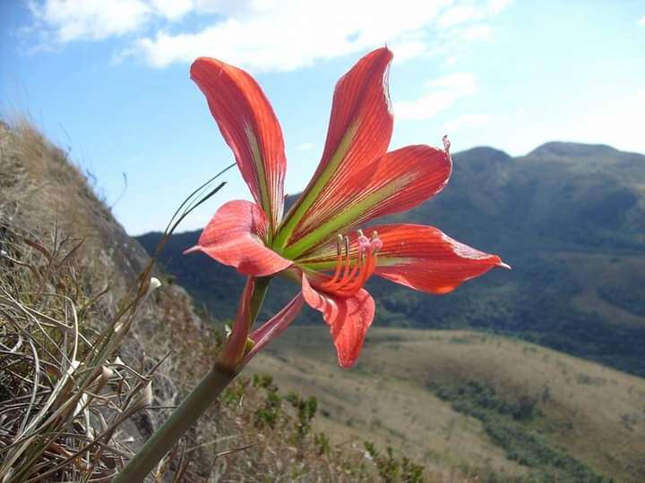 Слика од Hippeastrum morelianum Lem.