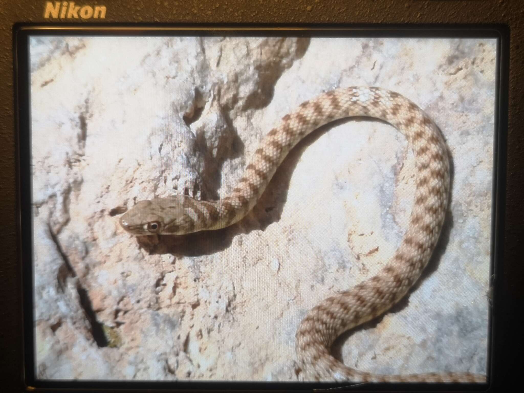 Image of Braid Snake