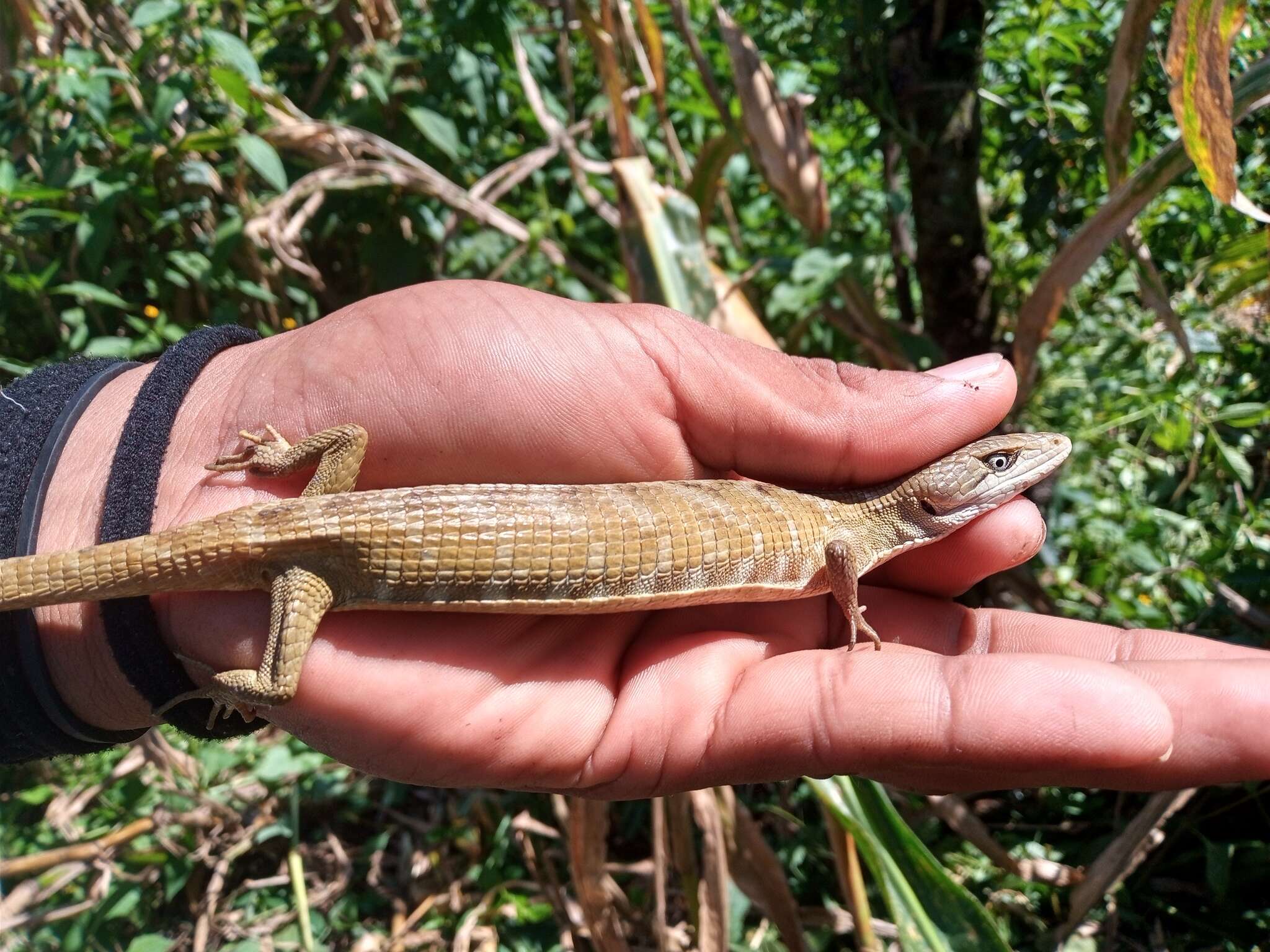 Image of Texas Alligator Lizard