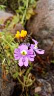 Image of Schizanthus porrigens R. Grah.