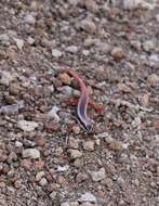 Image of Lined Firetail Skink