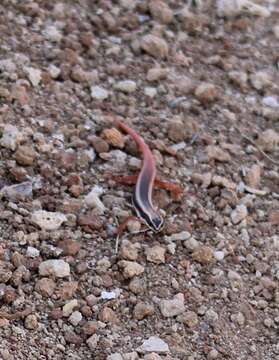 Image of Lined Firetail Skink