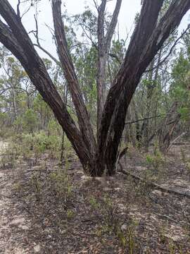 Imagem de Eucalyptus arenacea J. C. Marginson & P. Y. Ladiges