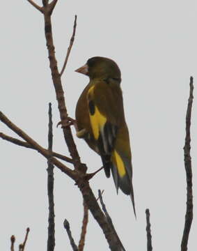 Image of Grey-capped Greenfinch