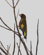 Image of Grey-capped Greenfinch