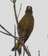 Image of Grey-capped Greenfinch