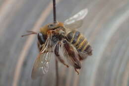 Image de Exomalopsis mellipes Cresson 1879