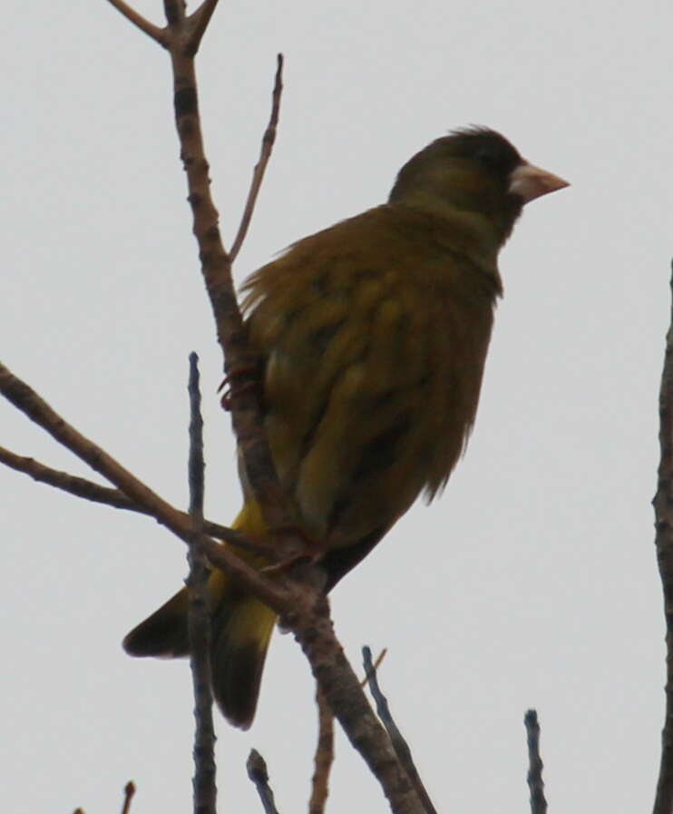 Image of Grey-capped Greenfinch