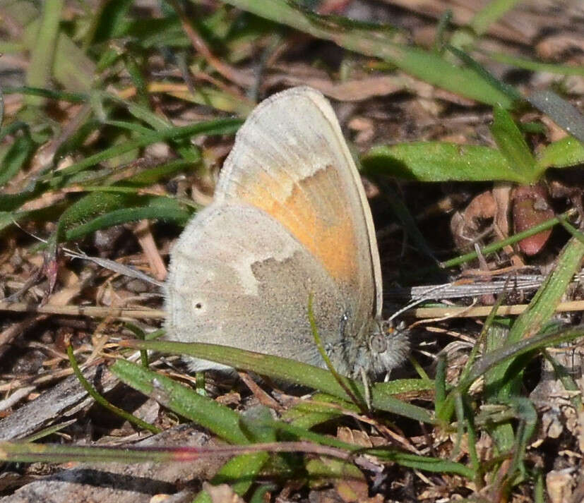 Image of Coenonympha california Westwood (1851)