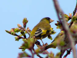 Image of Grey-capped Greenfinch