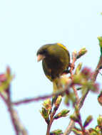 Image of Grey-capped Greenfinch