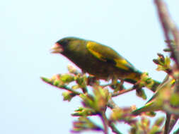 Image of Grey-capped Greenfinch