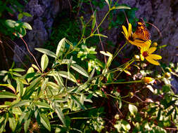 صورة Coreopsis tripteris L.