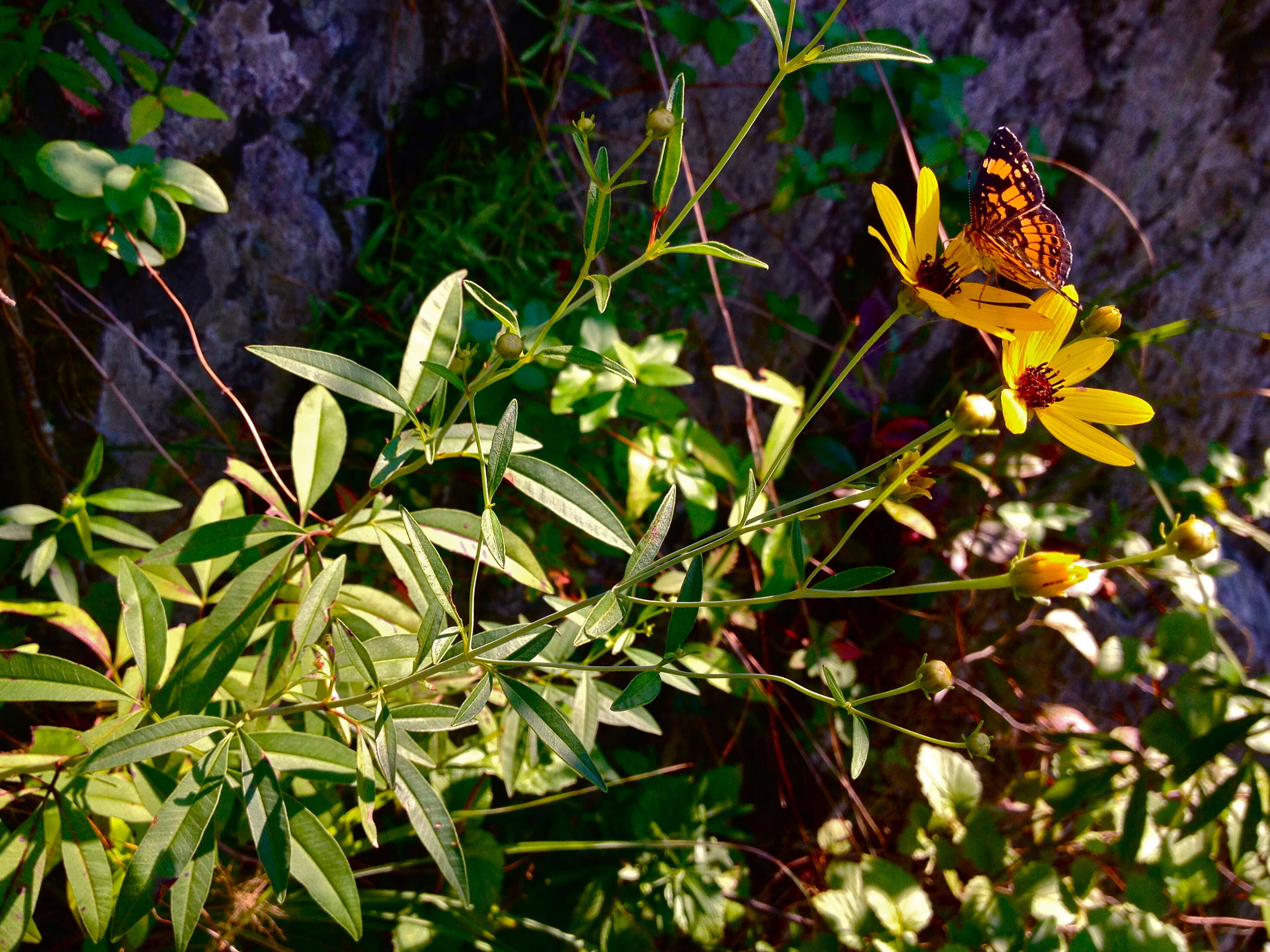 صورة Coreopsis tripteris L.