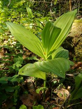 Image of European white hellebore