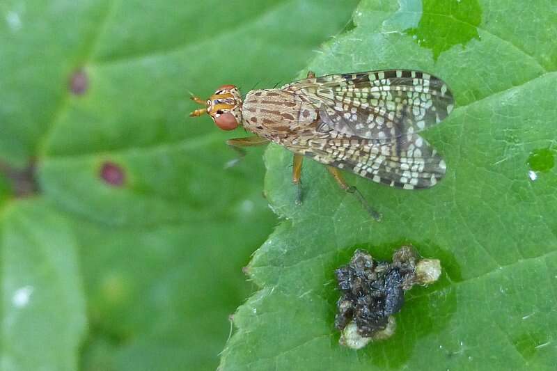 Image de Euthycera chaerophylli (Fabricius 1798)