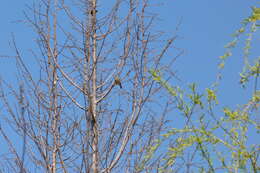 Image of Grey-capped Greenfinch