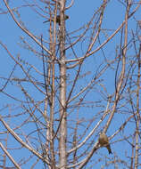 Image of Grey-capped Greenfinch