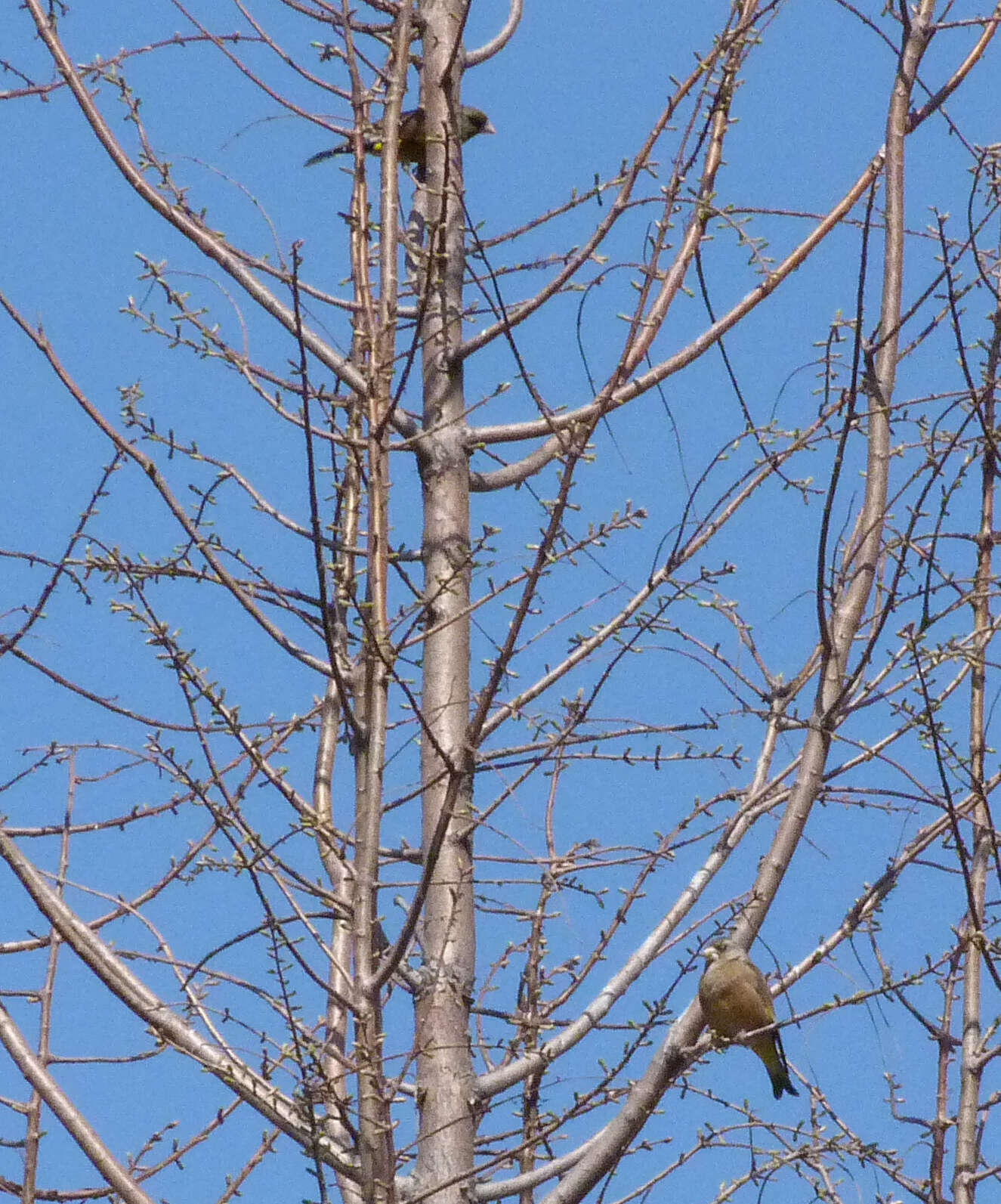 Image of Grey-capped Greenfinch