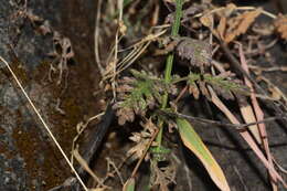 Image of Lavandula gibsonii J. Graham