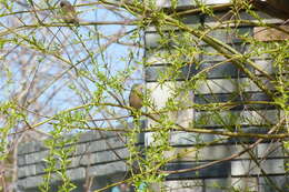 Image of Grey-capped Greenfinch