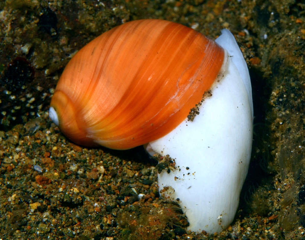 Image of golden moonsnail