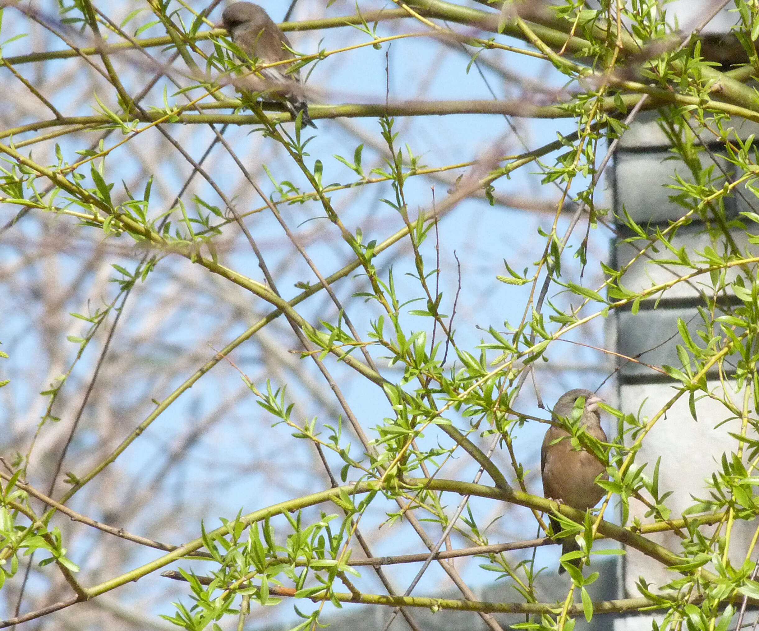 Image of Grey-capped Greenfinch